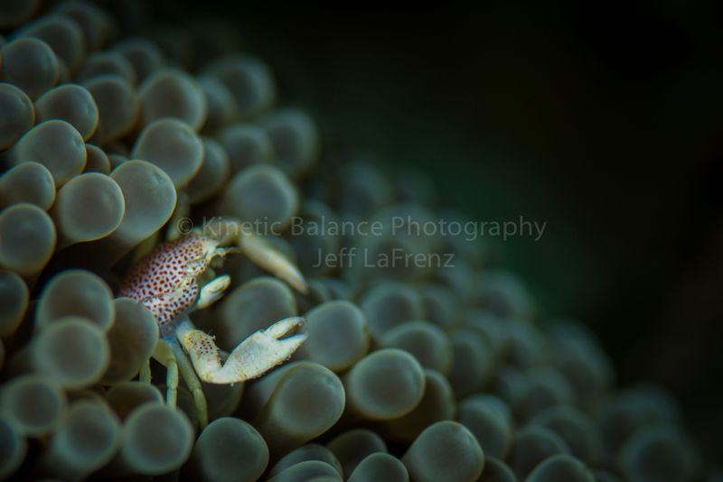 DSC_2702-Edit1.jpg