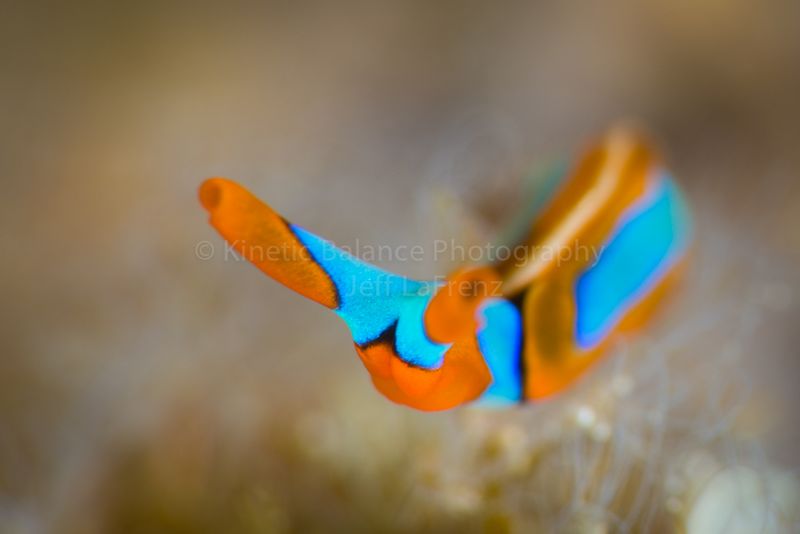 DSC_3501-Edit1.jpg