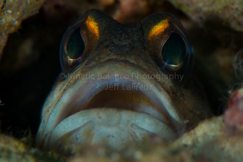 DSC_35101.jpg