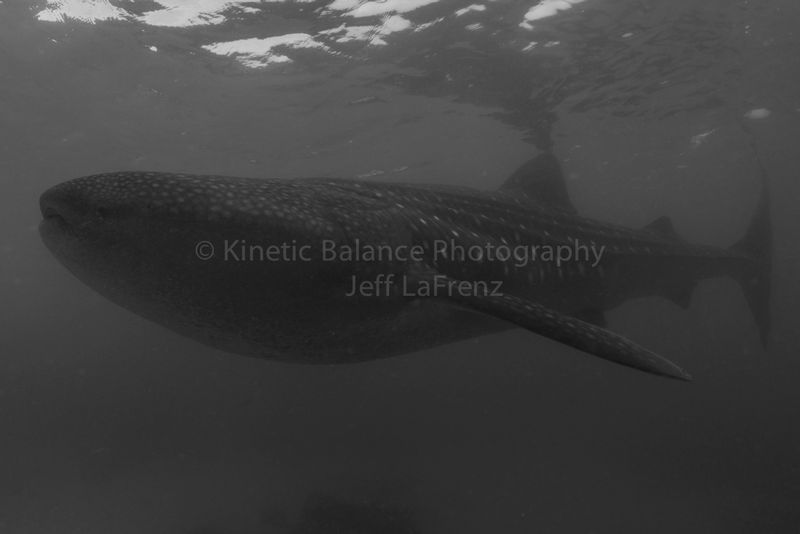 DSC_36351.jpg