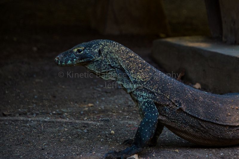 DSC_42461.jpg