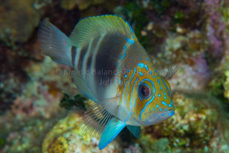 DSC_44871.jpg