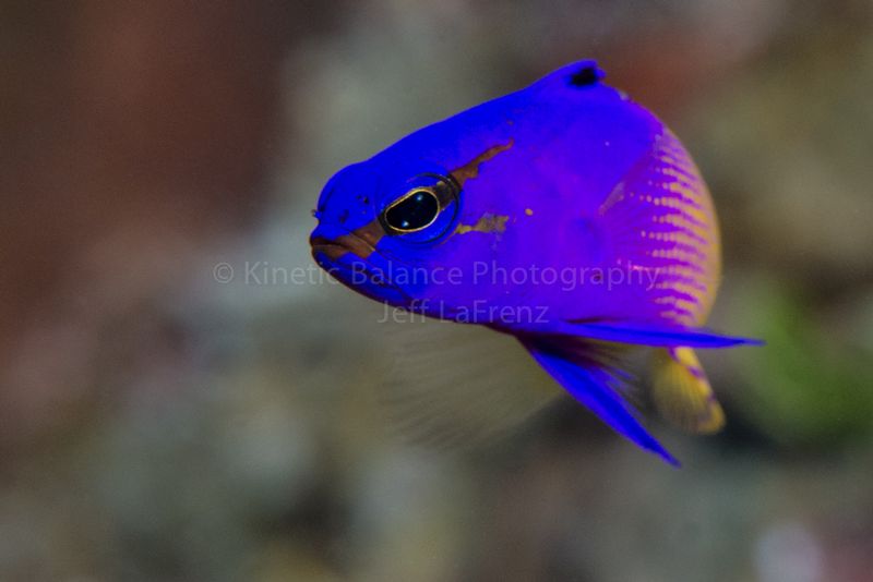 DSC_51111.jpg