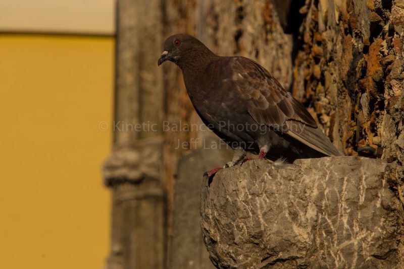 DSC_5680.jpg