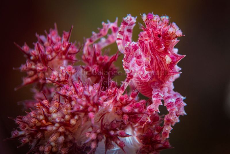 DSC_5815-Edit2.jpg