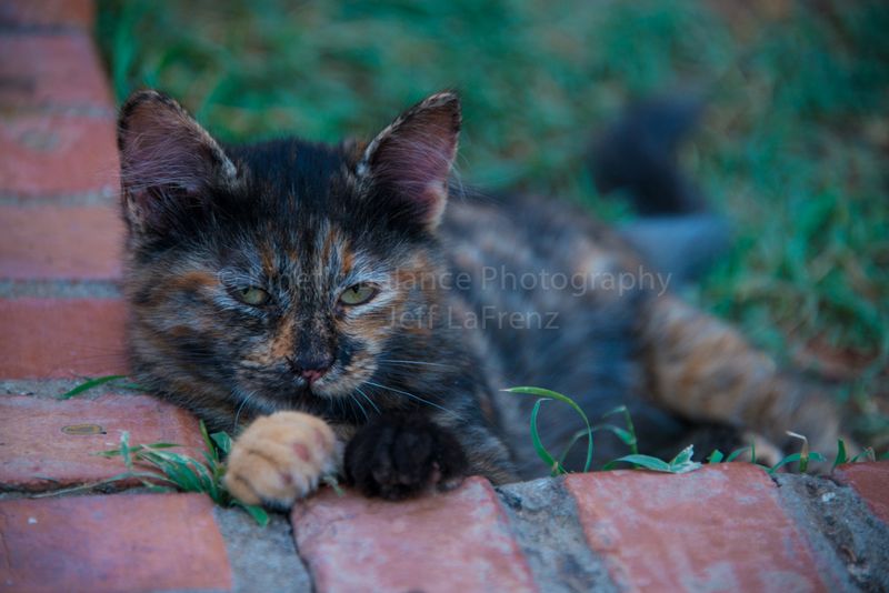 DSC_58791.jpg