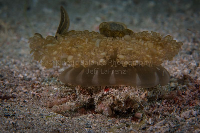 DSC_59112.jpg