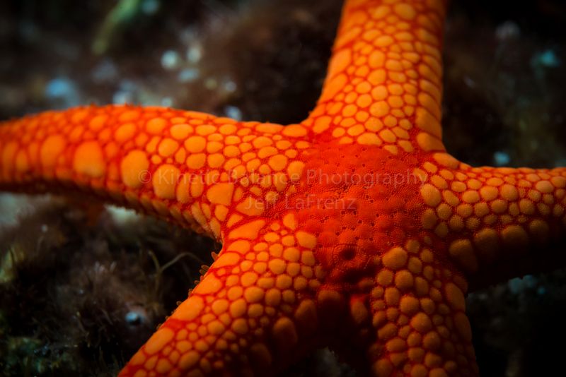DSC_60141.jpg