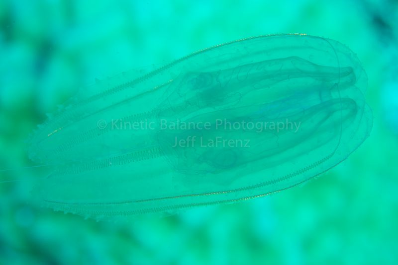 DSC_60161.jpg