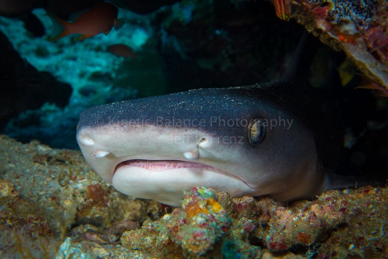 DSC_6060-Edit1.jpg