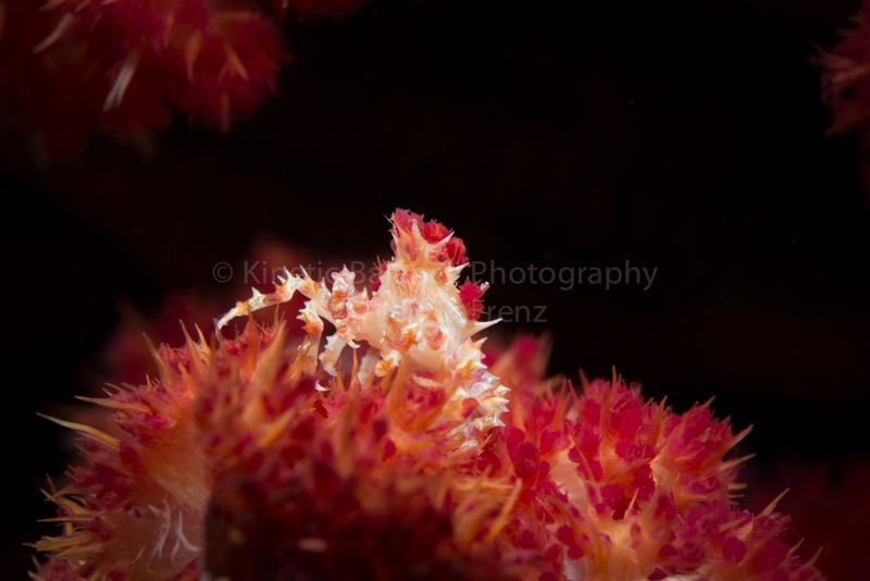 DSC_6536-Edit1.jpg