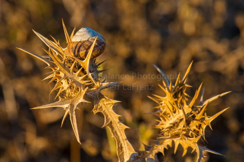 DSC_66311.jpg