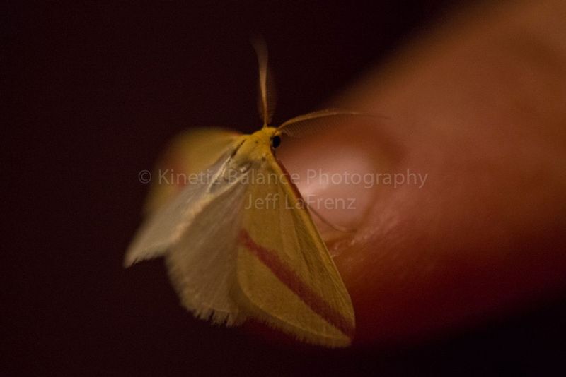 DSC_66501.jpg