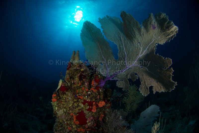 DSC_83171.jpg