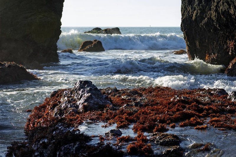 Algae Beach.jpg