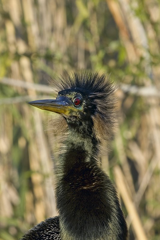 Crazy Bird.jpg :: Anhinga....one of the many birds found in the Everglades in South Florida......Limited Edition of 950