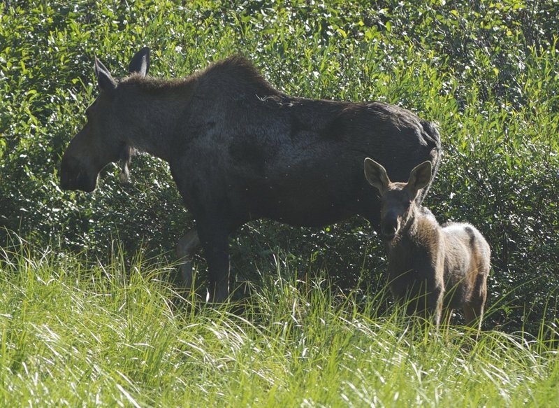 Curiosity.jpg :: Denali N.P...A cow and baby just grazing lazily in the afternoon heat