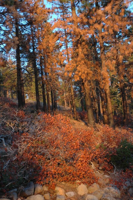 DSC_0057.jpg