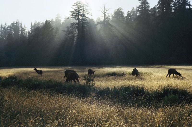 Elk With Sun Rays.jpg :: 11x14, 16x24, 20x30, 30x45
