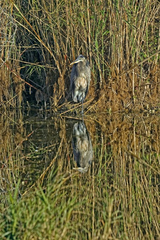Heron Reflection.jpg