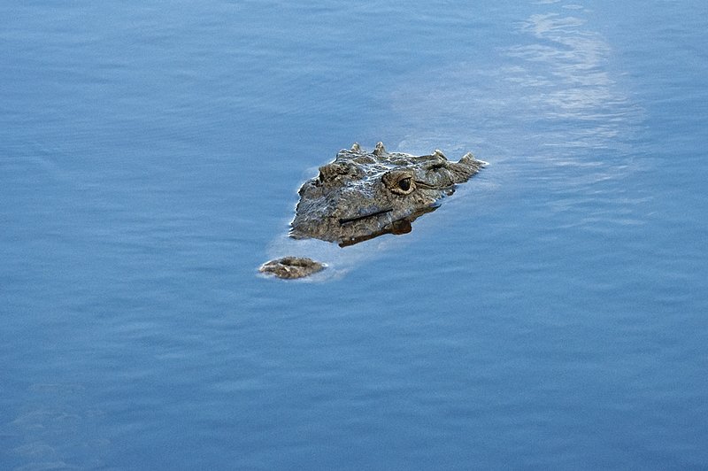 Watchful Eye.jpg :: Alligators in the Everglades are a regular site.  This part of the Everglades is right outside Parkland, Florida.....Limited Edition 1200