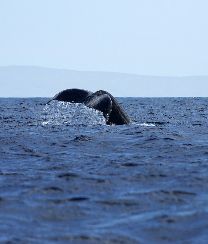 Whale Tale.jpg