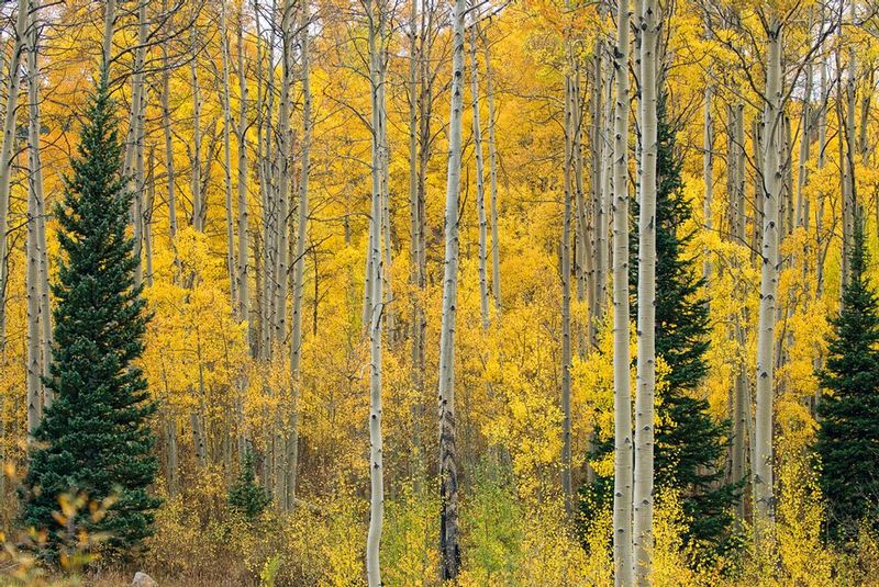 Autumn Aspens DSC_0030.jpg :: 11x14, 16x24, 20x30, 30x45