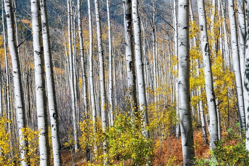 Bare Autumn Aspens DSC_0012.jpg :: 11x14, 16x24, 20x30