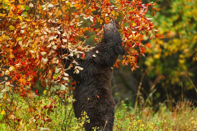 Bear.jpg