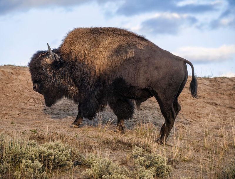 Buffalo.jpg