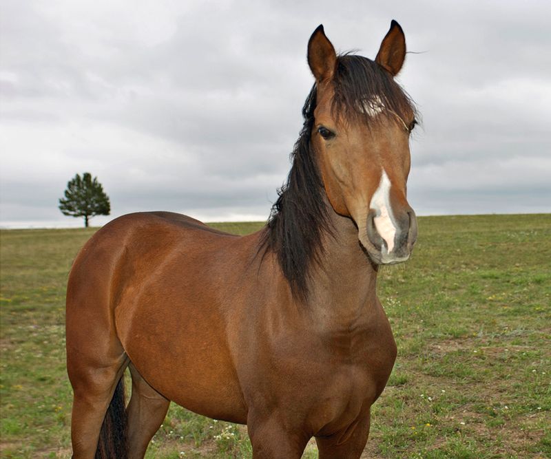 Friendly Horse DSC_0009_01.jpg