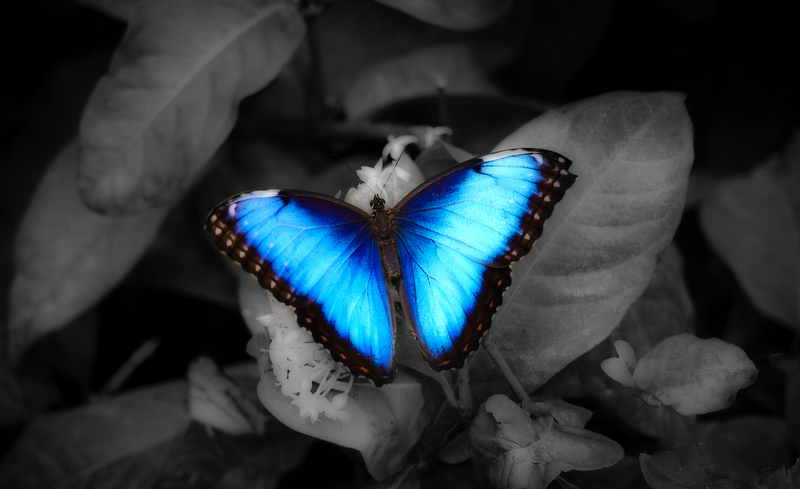 Blue Butterfly Glow blk wht(1).jpg