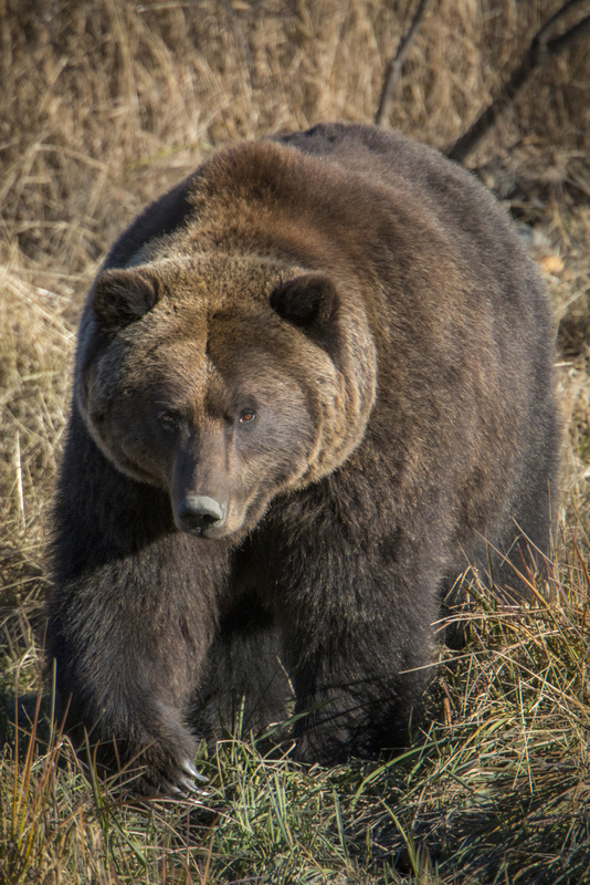 Brown Bear Alas copy.jpg