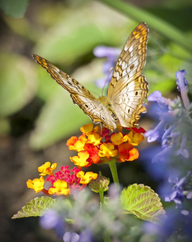 Colorful landing pad to print(1).jpg :: OLYMPUS DIGITAL CAMERA