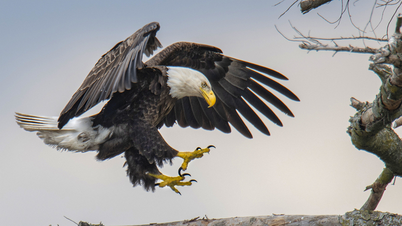 Eagle Land for cover.jpg