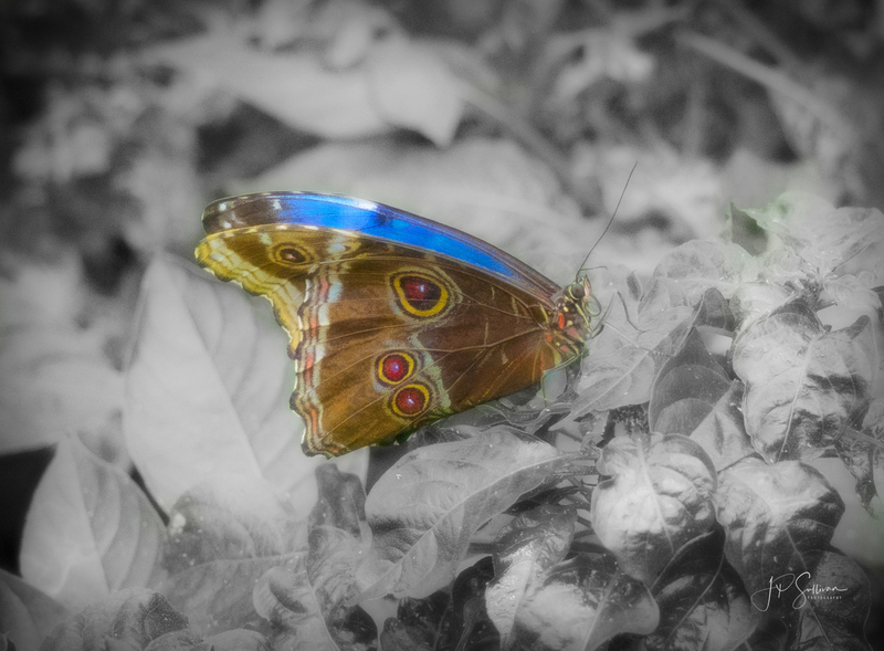 Flying Flower (1 of 1).jpg :: OLYMPUS DIGITAL CAMERA