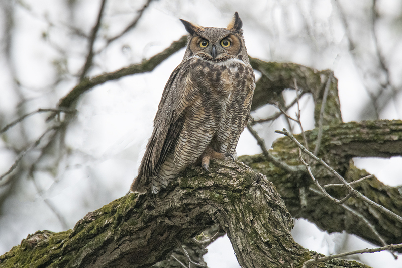 Great horned Owl tree_Lr.jpg