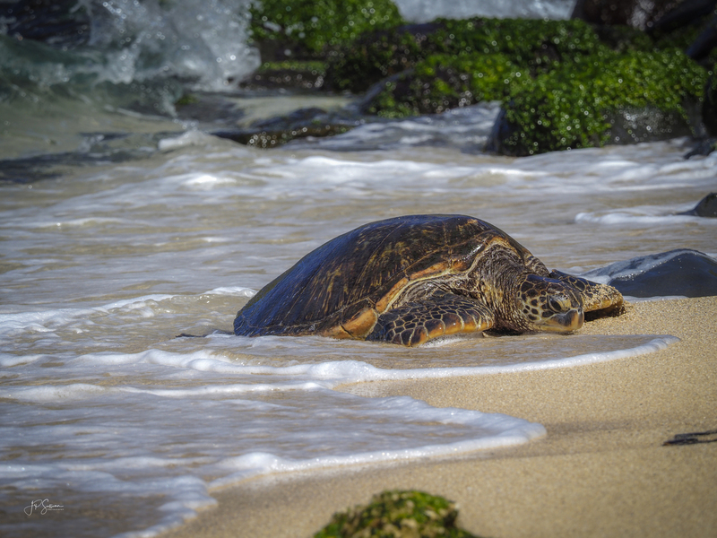 Hawaiian Green Sea Turtle w final w sig (1 of 1).jpg :: OLYMPUS DIGITAL CAMERA