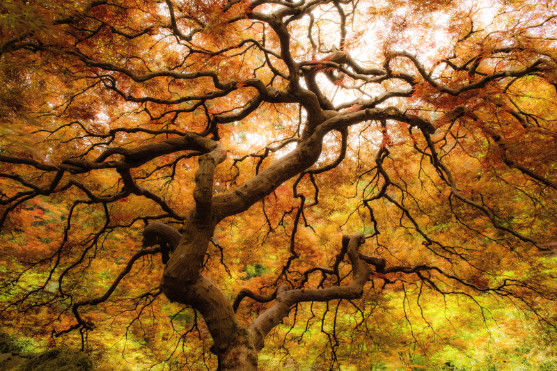 JM tree 1 Lr(1).jpg