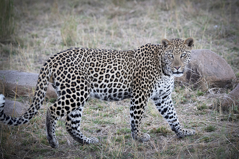 JPS_Leopard_5 LR copy.jpg