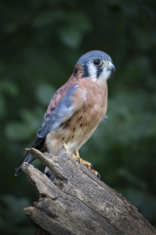Kestral--1_Lr.jpg