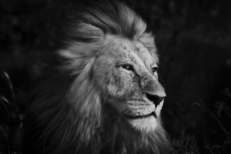 King_blkwht w Final Sig to Print (1 of 1).jpg