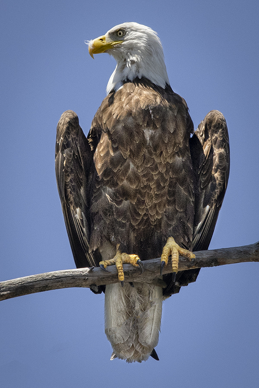 Mooseheart Eagle Perch_Lr.jpg