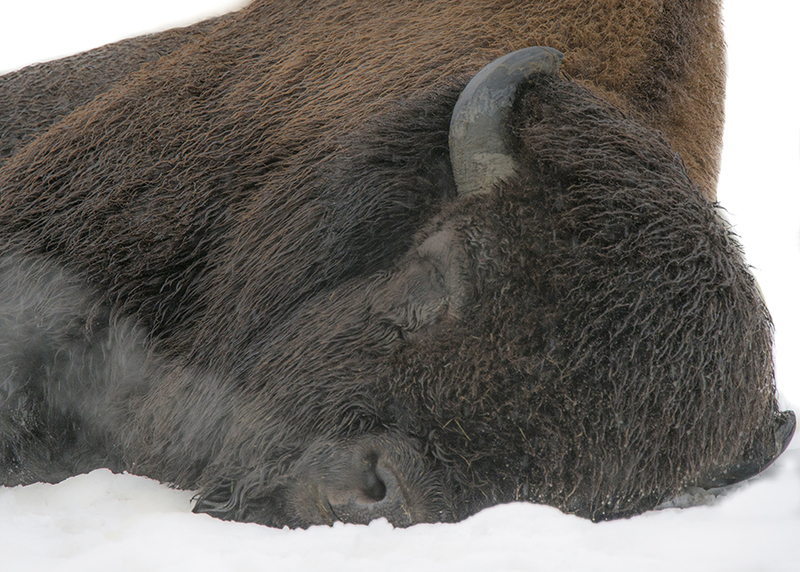 Napping Bison_Lr(1).jpg