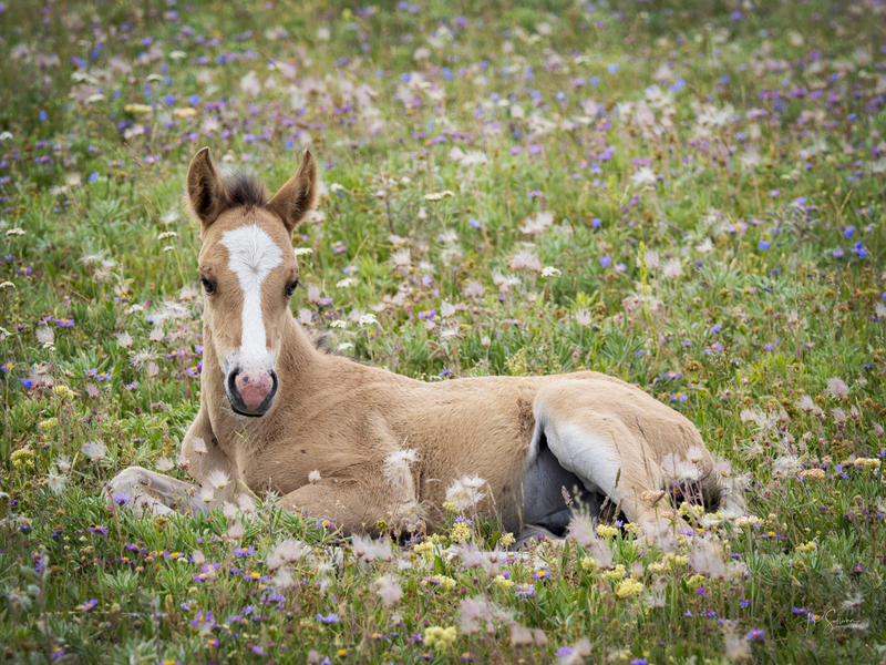 Renegade Mustang final to print (1 of 1).jpg :: OLYMPUS DIGITAL CAMERA