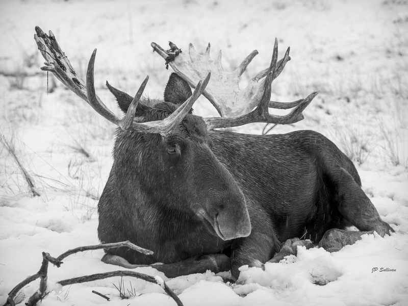 Snowy Bull Final (1 of 1).jpg :: OLYMPUS DIGITAL CAMERA