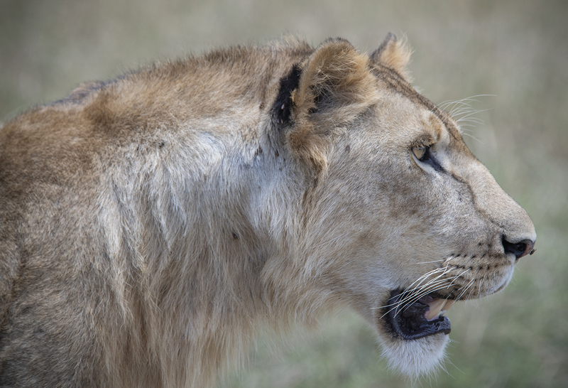 Young Male Lion_Lr.jpg