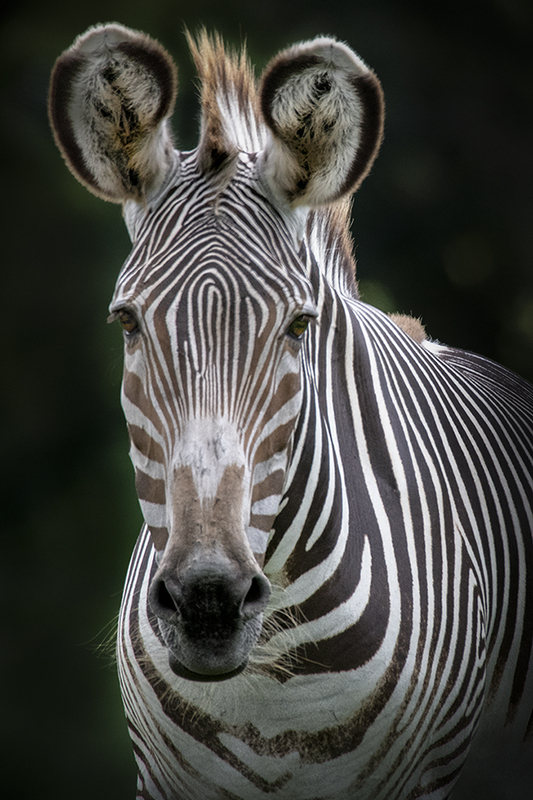 Zebra_1_Ad.jpg