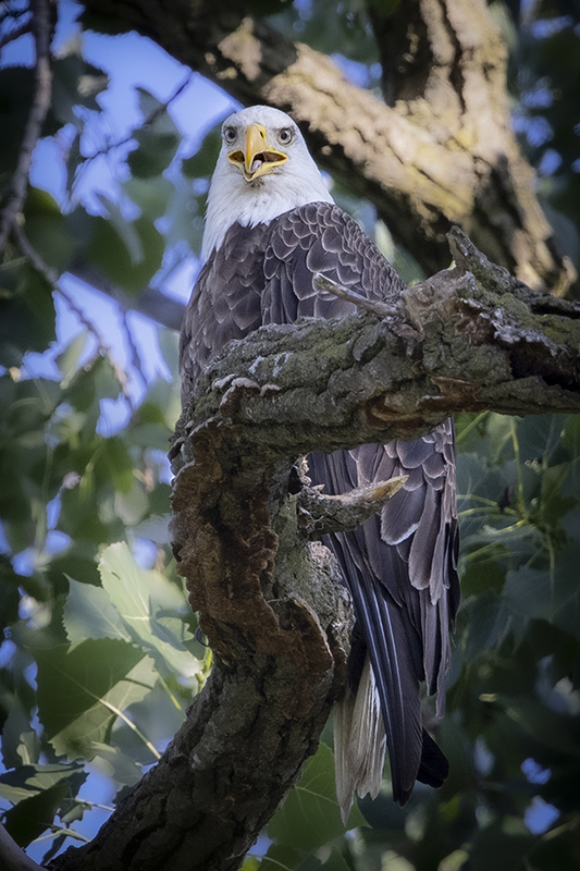 Bald Eagle-2.jpg :: I see you