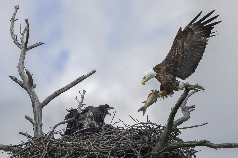 Eagle-1 FISH INTO NEST.jpg :: LUNCH IS SERVED!